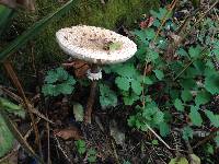 Macrolepiota procera var. procera image