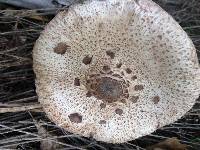 Macrolepiota procera var. procera image