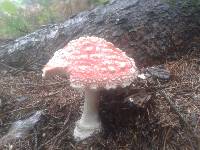 Amanita muscaria image