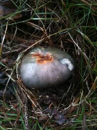 Russula cyanoxantha image