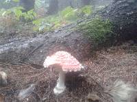 Amanita muscaria image