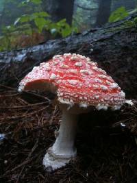 Amanita muscaria image