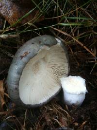 Russula cyanoxantha image