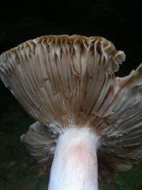 Russula cyanoxantha image