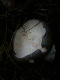 Russula cyanoxantha image