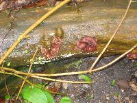 Auricularia auricula-judae image