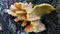 Laetiporus gilbertsonii image