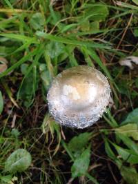 Coprinus comatus image