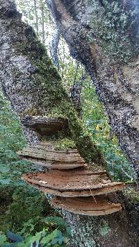 Ganoderma applanatum image