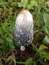 Coprinus comatus image