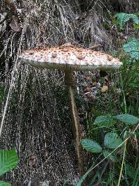 Macrolepiota procera var. procera image