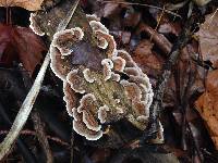 Trametes versicolor image