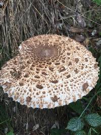 Macrolepiota procera var. procera image