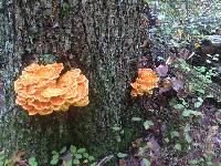 Laetiporus sulphureus image