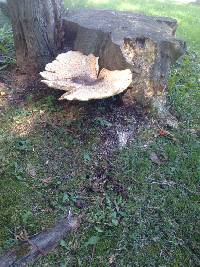 Polyporus squamosus image