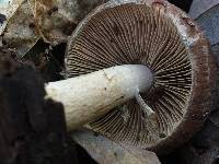 Psathyrella delineata image