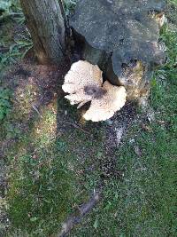 Polyporus squamosus image