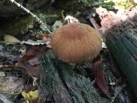 Psathyrella delineata image