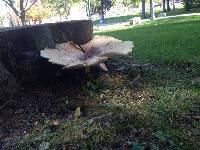 Polyporus squamosus image