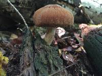 Psathyrella delineata image