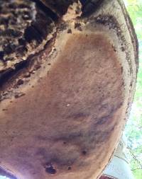 Phellinus everhartii image