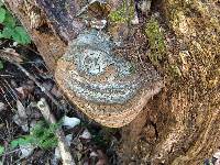 Phellinus everhartii image