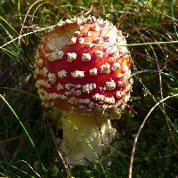 Amanita muscaria image