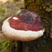 Fomitopsis pinicola image