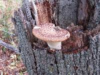 Polyporus squamosus image