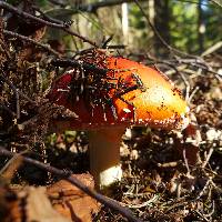 Amanita muscaria image