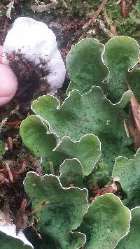 Peltigera britannica image