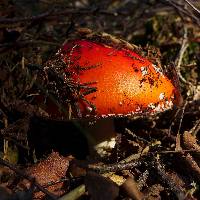 Amanita muscaria image