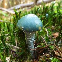 Image of Agaricus aeruginosus