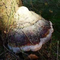 Fomitopsis pinicola image