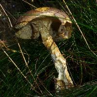 Leccinum scabrum image