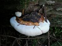 Fomitopsis pinicola image