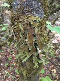 Lobaria pulmonaria image