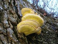 Laetiporus gilbertsonii image