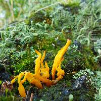 Calocera viscosa image