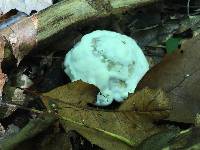 Hypomyces chrysospermus image