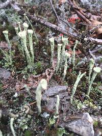 Cladonia sulphurina image