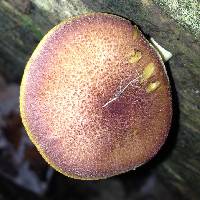 Tricholomopsis rutilans image