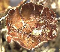 Hypogymnia turgidula image