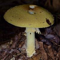 Amanita muscaria image