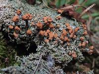 Cladonia peziziformis image