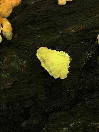 Laetiporus sulphureus image