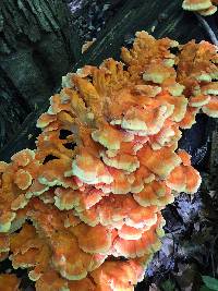 Laetiporus sulphureus image