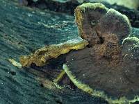 Phellinus gilvus image