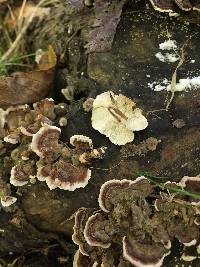 Trametes versicolor image