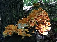 Laetiporus sulphureus image